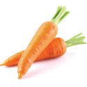 Fresh Carrots