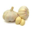 Garlic white garlic