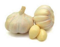 Garlic white garlic