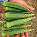 Organic okra lady finger