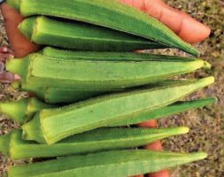 Organic okra lady finger