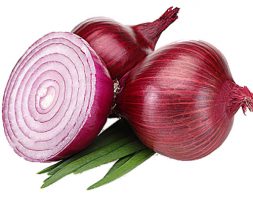 Fresh holland red onion